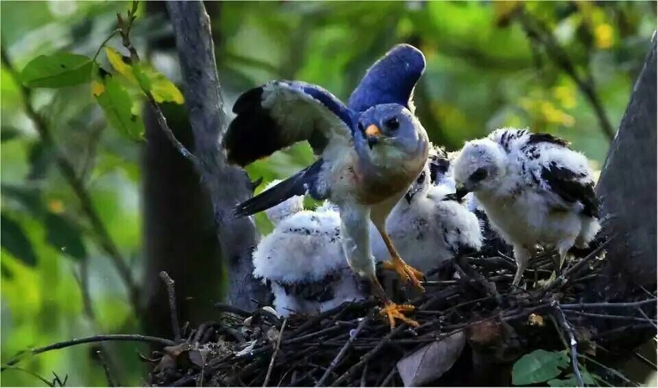 鹰妈妈为她的孩子们出去找食吃了.